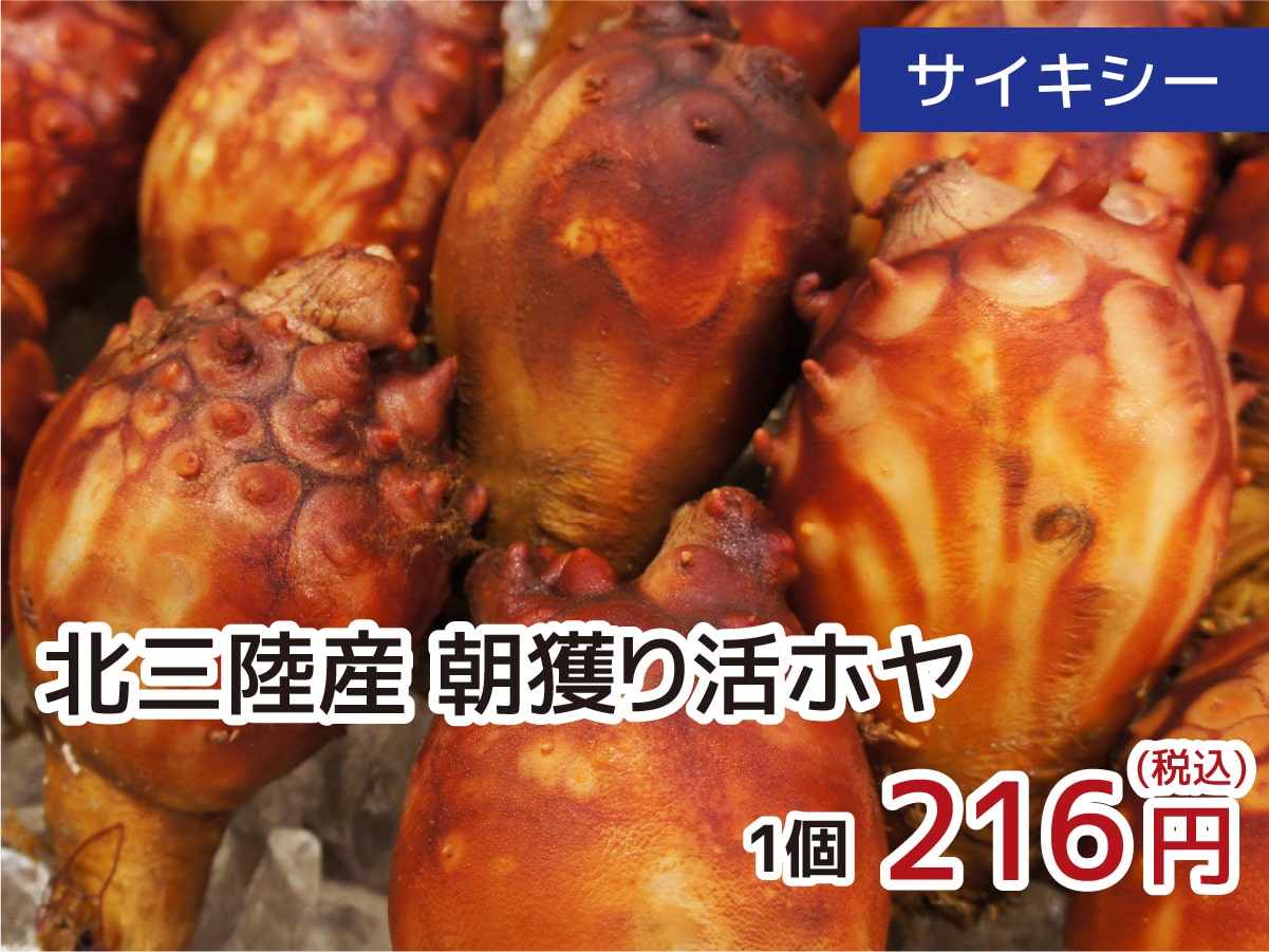 サイキシー 北三陸産朝獲りほや